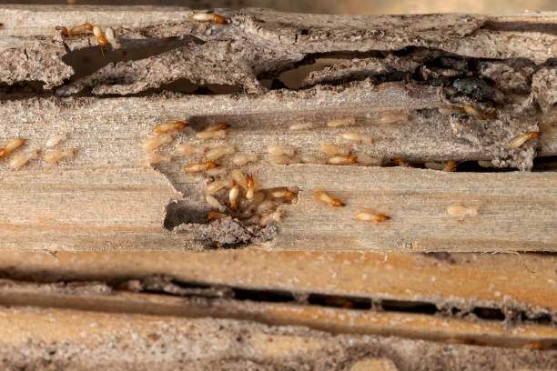 Best Pest Control Near Me  in East Providence, RI