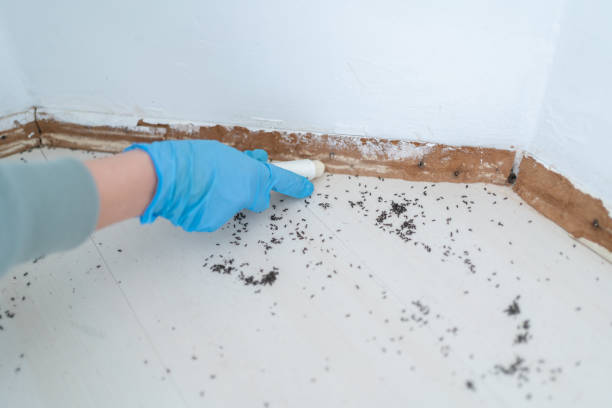 Best Pest Inspection Near Me  in East Providence, RI